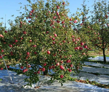 introduction_image04